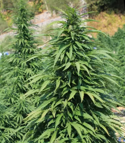 Super Skunk feminized seeds (Vision Seeds)