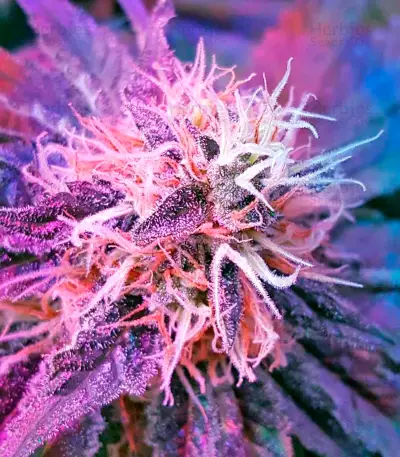 White Widow Automatic feminized seeds
