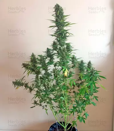 White Widow XXL Autoflowering feminized seeds