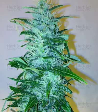 Wipeout Express Auto (Heavyweight Seeds)