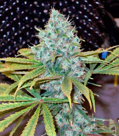 Yumbolt 47 feminized seeds