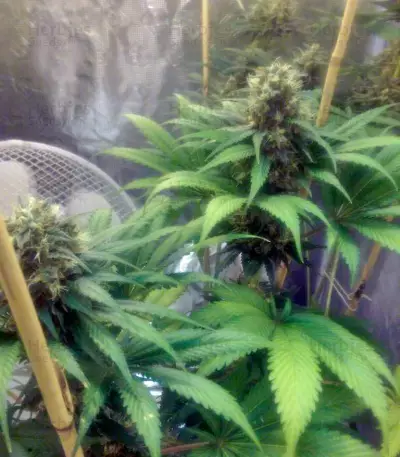 Cream Mandarine F1 Fast Version feminized seeds