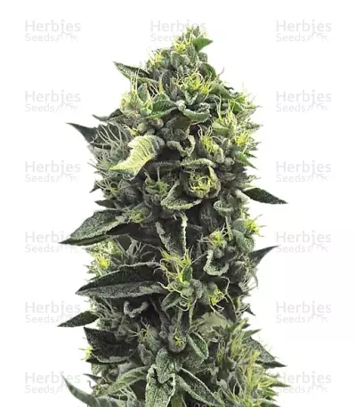 Graines de cannabis OG Kush regular (Humboldt Seeds)