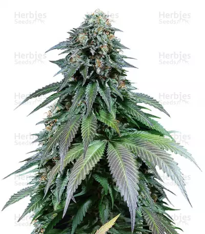 Buy Purple Moby Dick feminized seeds