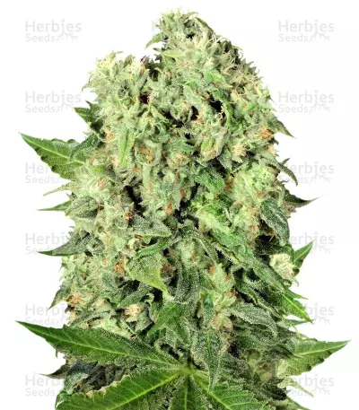 Buy Dutch Cheese regular seeds