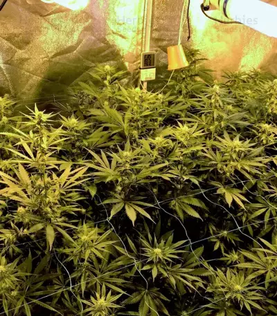 Gorilla Z Seeds