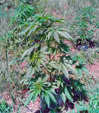 Sweet Skunk F1 Fast Version (Sweet Seeds)