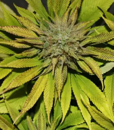 Blue Power feminized seeds