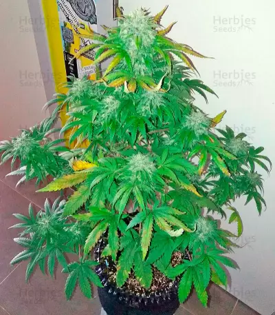 Bubba Kush Autoflowering Seeds