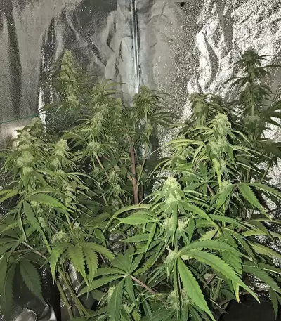 CBD Auto 1:1 (CBD Crack) feminized seeds