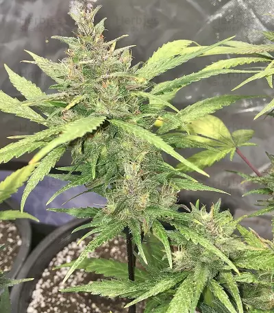 Crystal METH Auto Seeds
