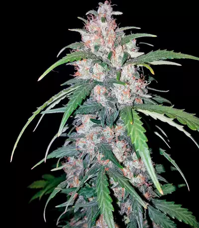 Hashchis Berry strain
