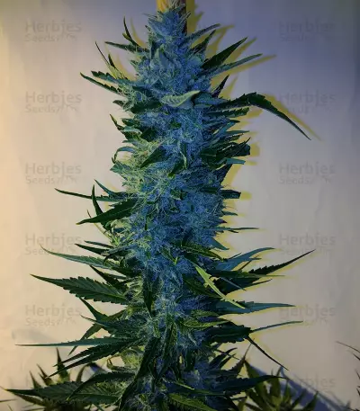Massive Midget Auto Seeds