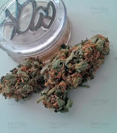 Moby Dick feminized seeds (Dinafem Seeds)
