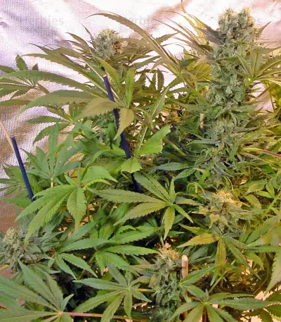 Motavation feminized seeds