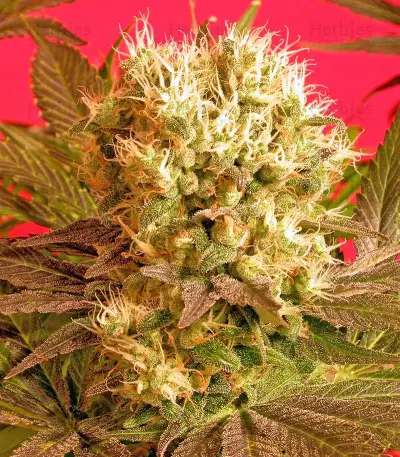 Motavation feminized seeds