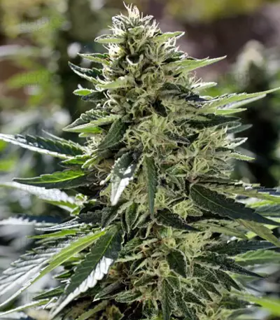 Graines de cannabis Sour Diesel #2 regular (Humboldt Seeds Organization)