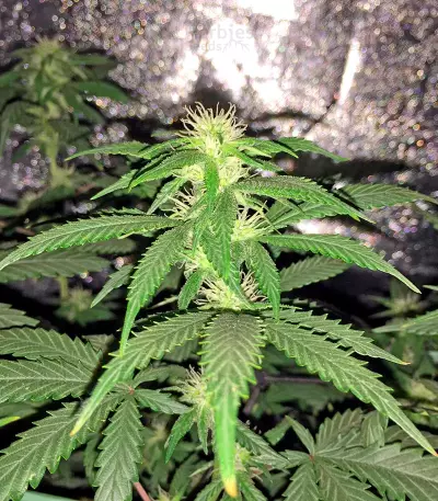 Sweet Deep Grapefruit Seeds