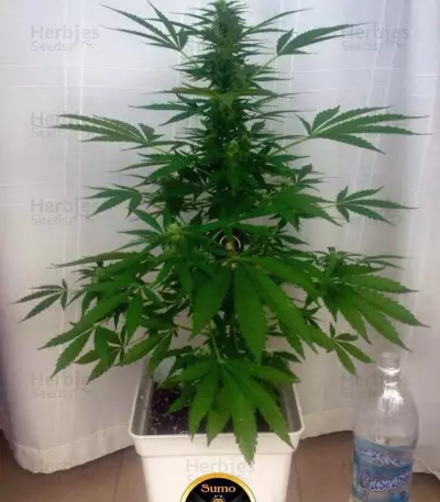 Zombie Haze Auto feminized seeds