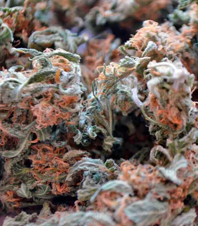 Ganesh Spirit Seeds