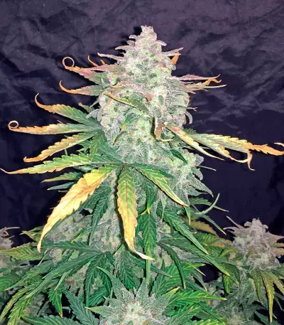 Haze XXL Autoflowering Seeds