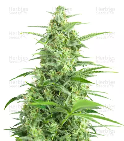 Graines de cannabis Sour Diesel Autoflowering (Dinafem Seeds)
