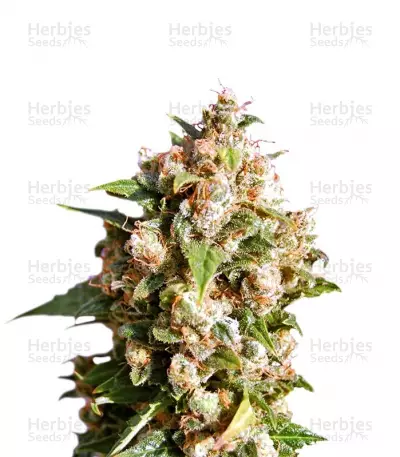 Buy Kiss feminized seeds
