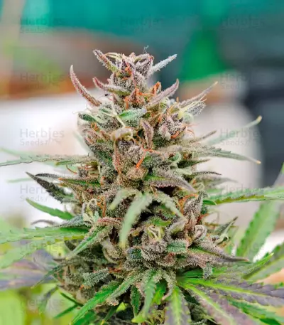 Baby Boom Auto Seeds