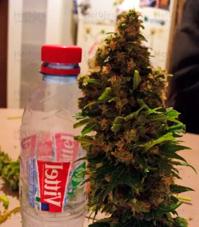Fruitylicious feminized seeds