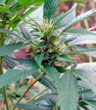 AK-47 Seeds