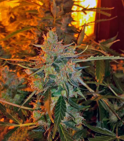 Auto American Pie Seeds
