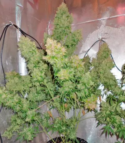 Auto Durban Poison Seeds