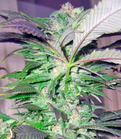 Biddy Early Seeds