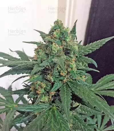 Blue Kush strain
