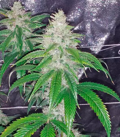 Semi femminizzati Blue Kush