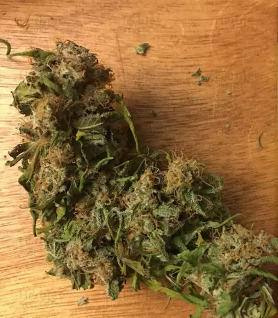 Blue Power feminized seeds