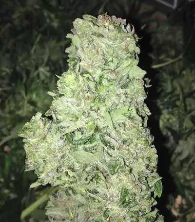 Blueberry Bliss Auto strain