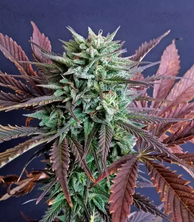 Brainstorm strain