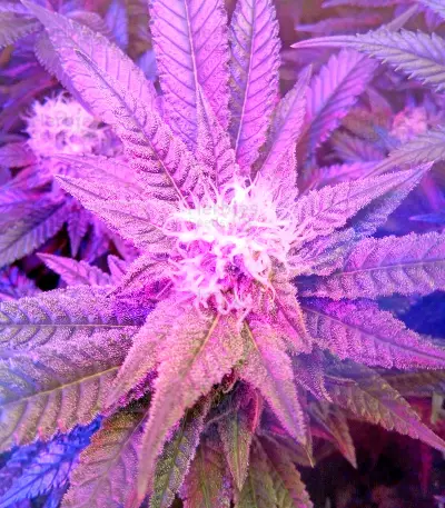 Chocolate Cream Seeds
