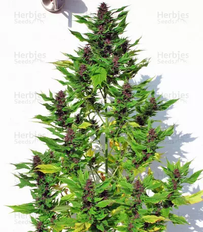 Frisian Duck Seeds