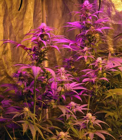 Ganj-nam Style feminized seeds