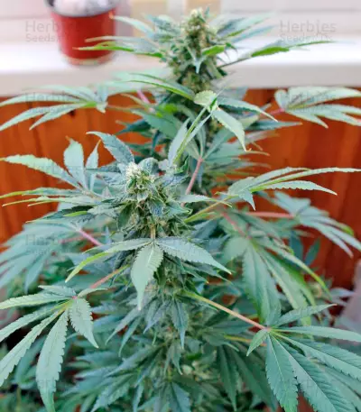 Karibbean Mango (Kannabia Seeds)