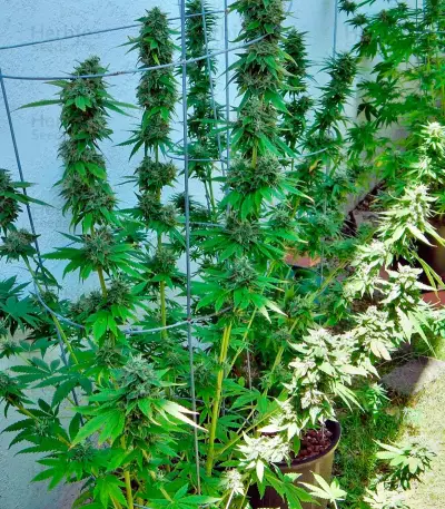 Lost Coast OG (Humboldt Seeds Organization)