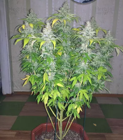 Mazar Seeds