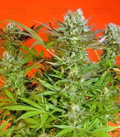 Motavation feminized seeds