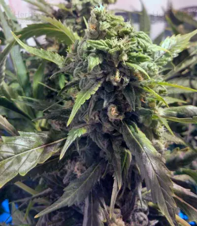 Orange Hill Special feminized seeds