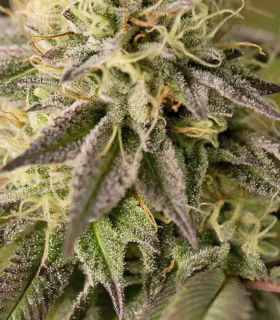 Remo Chemo feminized seeds