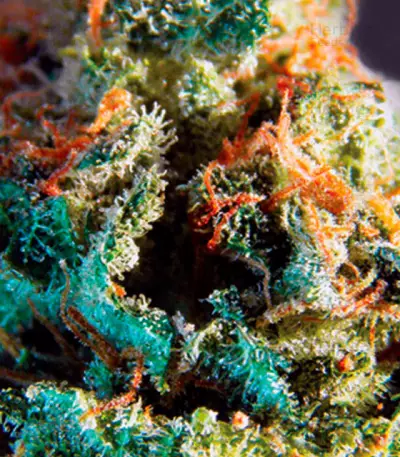 Silver Haze Seeds (Vision Seeds)