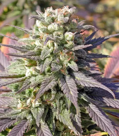 Warlock feminized seeds