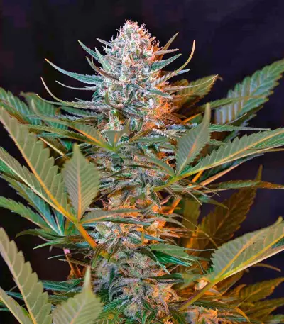 Black Jack F1 Fast Version feminized seeds